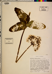 Asclepias amplexicaulis image