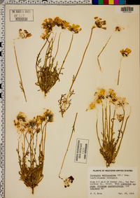 Coreopsis calliopsidea image