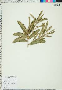 Quercus phellos image