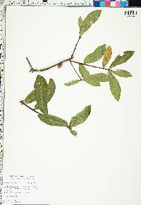 Quercus laurifolia image