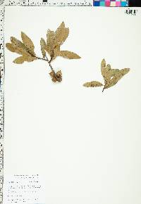 Quercus laurifolia image