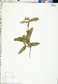 Quercus laurifolia image