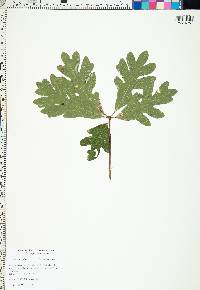 Quercus laurifolia image