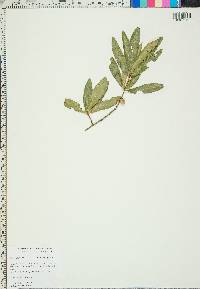 Quercus phellos image