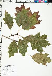 Quercus virginiana image