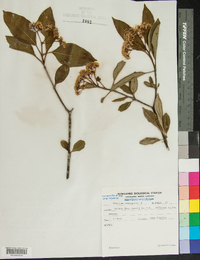 Viburnum cassinoides image