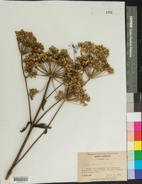 Angelica venenosa image