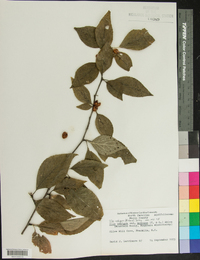 Ilex ambigua image