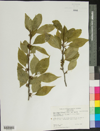 Ilex ambigua image