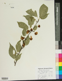 Ilex montana image