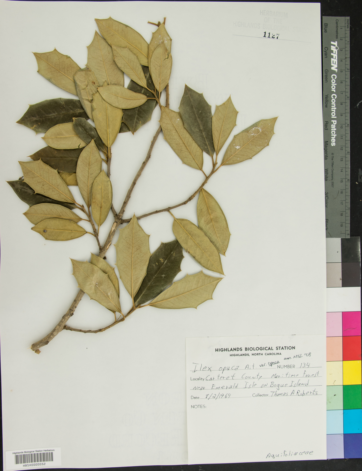 Ilex opaca var. opaca image