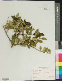 Ilex vomitoria image