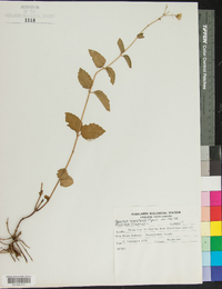 Ageratina aromatica image