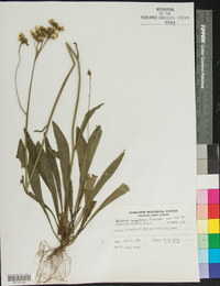 Hieracium caespitosum image