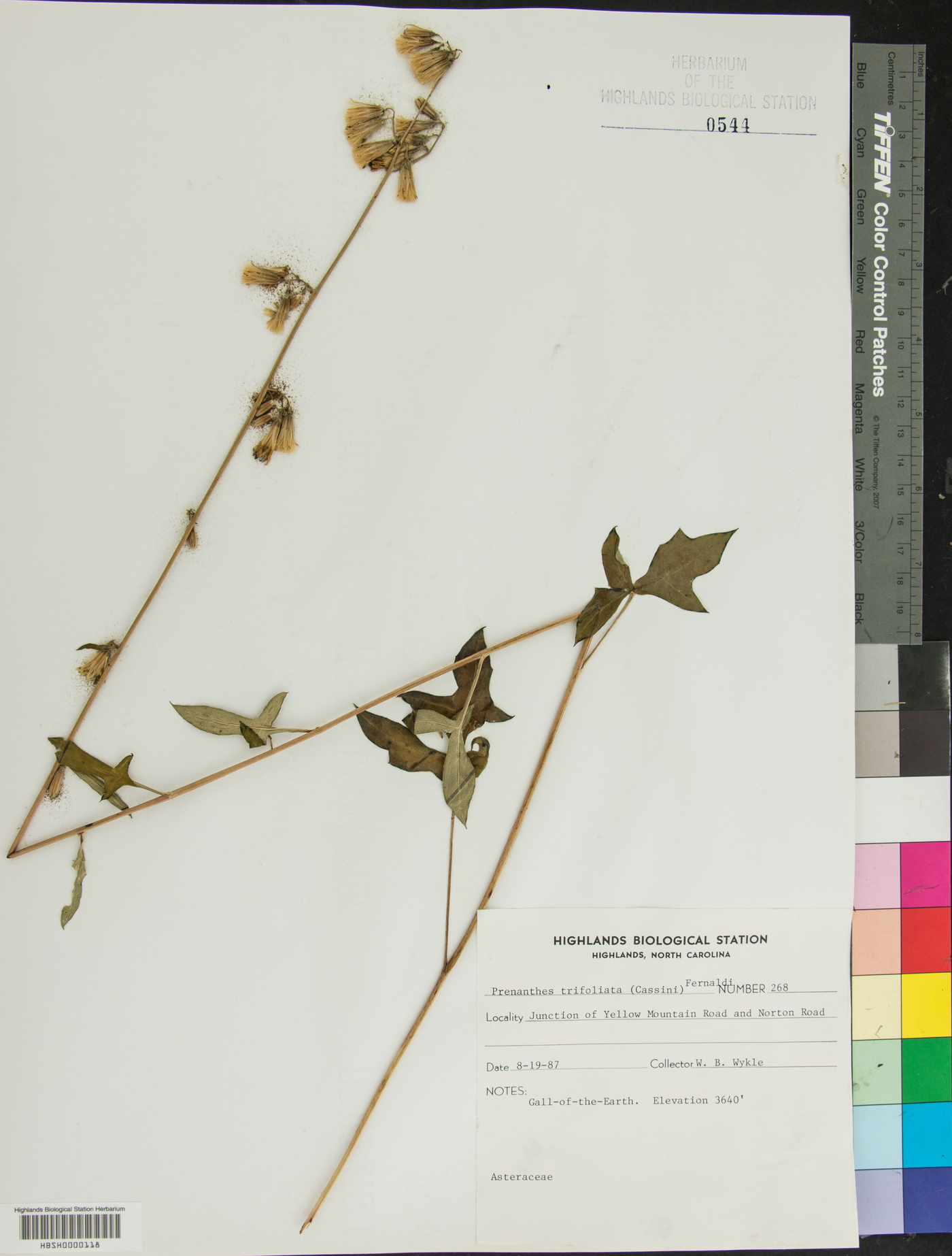 Nabalus trifoliolatus image