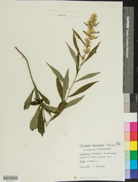 Solidago roanensis image