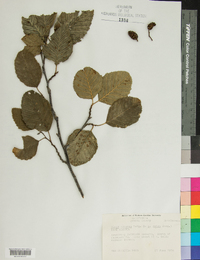 Alnus rubra image