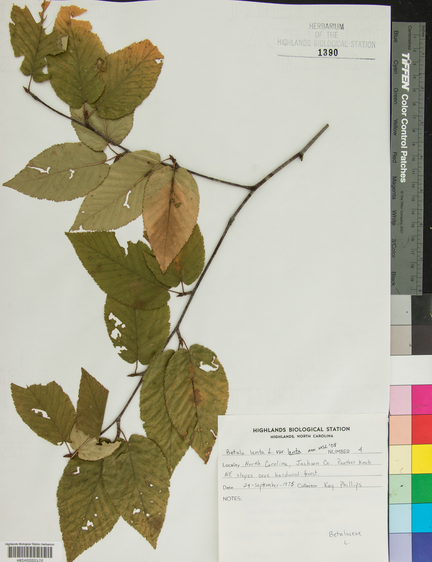 Betula lenta var. lenta image