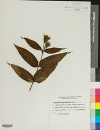 Diervilla sessilifolia image