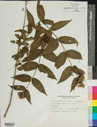 Diervilla sessilifolia image