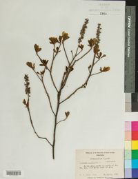 Clethra alnifolia image