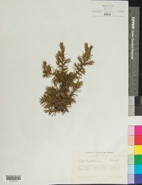 Juniperus communis var. saxatilis image