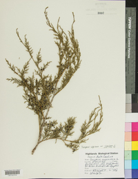 Juniperus virginiana var. virginiana image