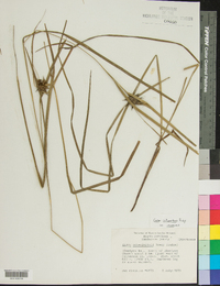 Carex intumescens var. intumescens image