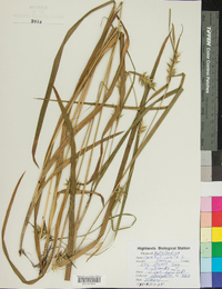 Carex folliculata image