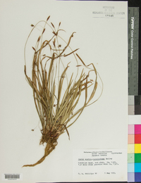 Carex austrocaroliniana image