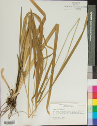 Carex folliculata image