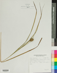 Carex squarrosa image