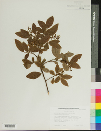 Vaccinium hirsutum image