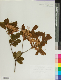 Rhododendron calendulaceum image