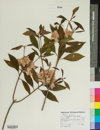 Rhododendron minus image