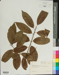 Oxydendrum arboreum image