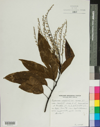 Oxydendrum arboreum image