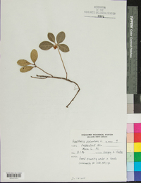 Gaultheria procumbens image