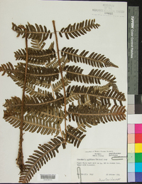 Dryopteris goldieana image