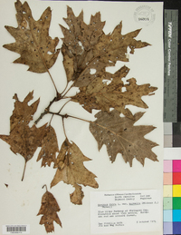 Quercus rubra var. borealis image