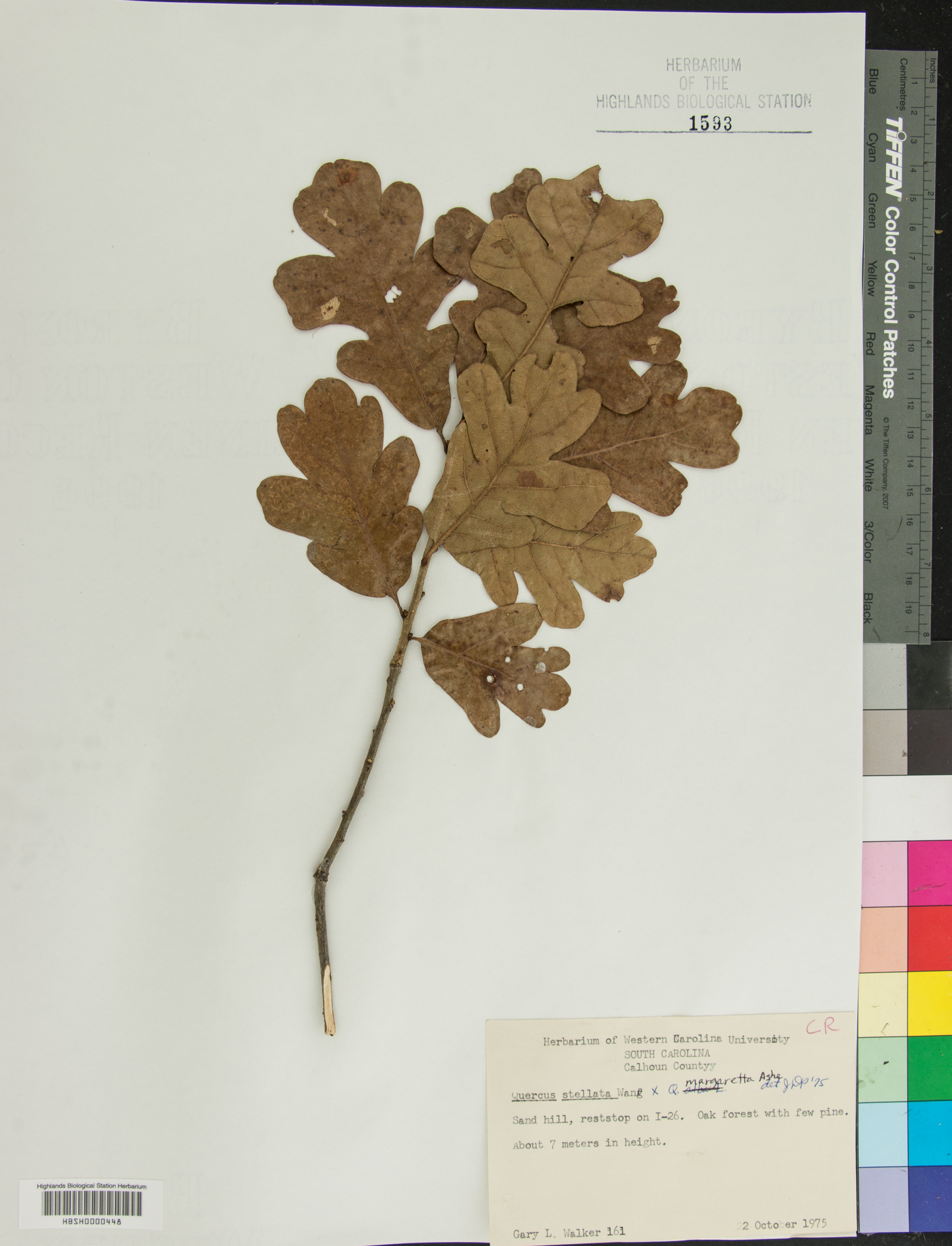 Quercus x pseudomargaretta image