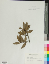 Quercus laurifolia image