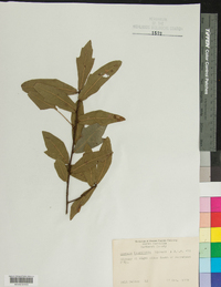 Quercus laurifolia image