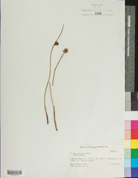 Juncus arcticus image