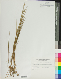 Juncus brevicaudatus image