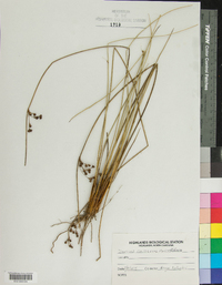 Juncus coriaceus image