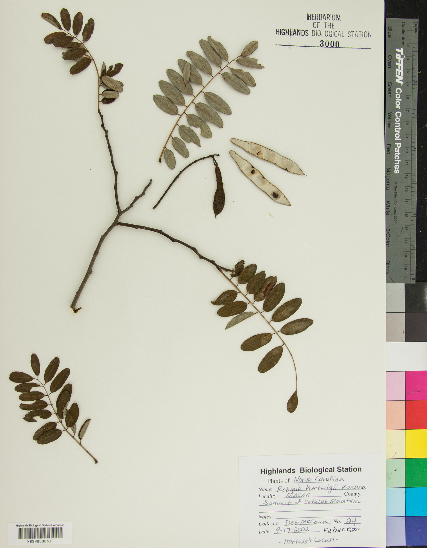 Robinia hartwigii image