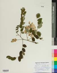 Robinia viscosa image