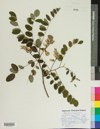 Robinia viscosa image