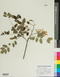 Robinia viscosa image